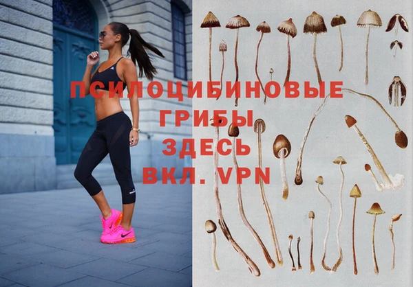 гашик Зерноград